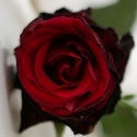 Rose is Simple